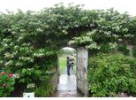 Ortensia Rampicante 30-40 Cm - Hydrangea Petiolaris Pianta Rampicante Perenne E Resistente Per Il Giardino E La Protezione Della Privacy