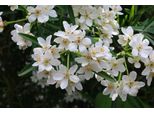 Choisya Ternata White Dazzler 30-40 Cm - Fiore Arancione, Piccolo Arbusto Sempreverde, Ideale Per Giardino, Balcone E Terrazzo