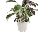 Calathea Fusion White 40 Cm - Cesto Marante - Pianta Verde - Pianta Da Appartamento - Pianta Da Preghiera - Pianta Ornamentale Foliare