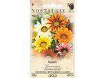 Gazania Vibrante, Mista