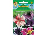 Petunia Ondulata, Mista