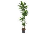 Everyplants Dracaena Janet Lind - 180 Cm, Ø 27 Cm