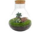 Urbanjngl Bottiglia Da Giardino Sam Xl Bonsai - 35 Cm