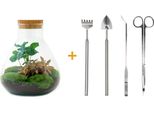 Bottiglia Da Giardino Fai Da Te Sammie Coffea - Ø22,5 Cm X H26 Cm - Terrario Autosufficiente In Vetro - Con Piante E Muschio - Istruzioni Incluse - Idea Regalo Per Casa E Ufficio