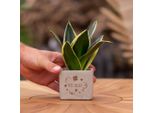 Vaso Di Fiori Congreetz® Con Sansevieria - Il Regalo Personalizzato Per Il Successo E L'allegria