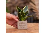 Vasi Da Fiori Congreetz® Con Pianta Di Sansevieria | Il Regalo Personalizzato Per Ogni Occasione