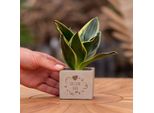 Vasi Per Piante Congreetz® Con Sansevieria - Il Regalo Personalizzato Perfetto Per I Vostri Cari!