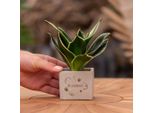 Vasi Per Piante Congreetz® Con Sansevieria - Il Perfetto Regalo Di Benvenuto Personalizzato