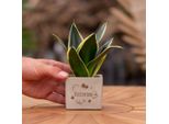 Vasi Per Piante Congreetz® Con Sansevieria - Il Regalo Personalizzato Perfetto Per Le Congratulazioni