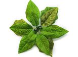 Stelle Di Natale, Fiori Di Stoffa, 22 Cm, Verde, Per Addobbi Dell'albero Di Natale, Decorazioni Festive