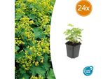 Alchemilla Mollis - Manto Della Signora - Perenne Con Fogliame Decorativo E Fiori Giallo-Verdi - 24 Piante -↕10-25Cm - Ø9Cm - Facile Da Curare E Resistente