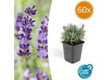 Lavandula Angustifolia 'Hidcote' - Lavanda - Ricca Fioritura - ↕10-25 Cm - Ø9 Cm - 60 Piante - Facile Da Curare E Soleggiata - Per Giardino, Aiuole E Balcone