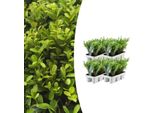 Agrifoglio - Ilex Crenata 'Jenny' - 24 Piante - Sempreverde - Resistente - Alternativa Al Bosso - Ø7Cm ↕15Cm