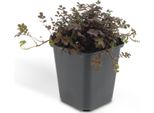 Acaena Microphylla 'Kupferteppich' - 48 Piante - ↕10-25Cm - Ø9Cm - Copertura Del Terreno - Crescita Piatta E Robusta - Giardino Roccioso E Sentieri - Sole E Ombra Parziale - Facile Da Curare