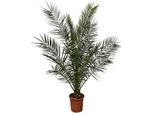 Phoenix Canariensis - Palma Da Dattero Delle Canarie - Palma Alta Circa 180 Cm - Ø 24 Cm - Pianta Esotica Da Appartamento E Da Giardino