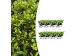 Agrifoglio - Ilex Crenata 'Jenny' - 48 Piante - Sempreverde - Resistente - Alternativa Al Bosso - Ø7Cm ↕15Cm