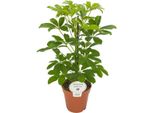 Schefflera Arboricola Nora 45 Cm - Piccola Aralia A Foglie Raggiate, Pianta D'appartamento, Schefflera A Foglie Piccole, Pianta Decorativa Per Interni Di Facile Manutenzione