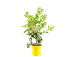 Pianta Della Mano Di Buddha 70-100 Cm - Citrus Medica Sarcodactylis, Albero Di Limone, Pianta D'appartamento Esotica Per La Decorazione E L'aromaterapia