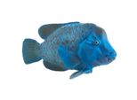 Mojo 387356 Animal Planet Pesce Gigante