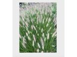 6 X Pennisetum Alop. 'Reborn' - Erba Lampadata - Topf 9 X 9 Cm