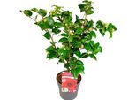 Hello Plants Camelia Japonica Black Lace Camelia Da Giardino - Ø 19 Cm - Altezza: 65 Cm