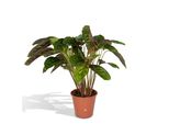 Hello Plants Calathea Flamestar Pianta Pavone - Vaso Ø 19 Cm - 75 Cm
