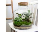 Set Da Giardino Per Bottiglie Di Fat Joe - Terrario Da 30 Cm Con Piante, Muschio E Decorazioni