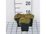 12 X Soleirolia Soleirolii - Bubi - Vaso 9 Cm X 9 Cm