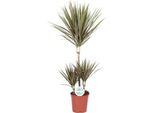 Drago - Dracaena Bicolor - Pianta Da Appartamento Ø21Cm - Alta Circa 95Cm - Pianta Verde Di Facile Manutenzione Con Foglie Bicolori - Pianta Purificatrice D'aria Per Casa E Ufficio