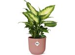 Dieffenbachia 'Camilla' - Pianta D'appartamento In 14 Cm - Pianta D'appartamento Tropicale Che Purifica L'aria - Facile Da Curare - Adatta All'ombra Parziale