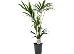 Trendyplants - Palma Kentia - Howea Forsteriana - Pianta D'appartamento - Altezza 120-140 Cm - Dimensioni Vaso Ø21Cm