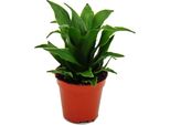 Mini Pianta Dracaena Compacta Dragon Tree Ideale Per Piccole Ciotole E Bicchieri In Vaso Da 5,5 Cm