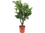 Trendyplants - Ficus Lyrata Ramificato - Pianta Di Tabacco - Pianta Da Appartamento - Altezza 170-190 Cm - Dimensione Vaso Ø30Cm