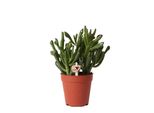 Kolibri Greens Succulenta Crassula Hobbit Dimensioni Vaso 9Cm Pianta Verde Da Appartamento Fresca Di Vivaio