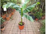 Musa Basjoo 100-140 Cm - Banano Resistente A Crescita Rapida, Pianta Esotica Per Giardino E Terrazzo