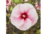 Ibisco Gigante Xxl Ibisco Perenne Hibiscus Moscheutos 'Carousel™ Pink Candy' - Senza Germi - Fiore Xxl