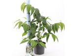 Palla Di Neve Giapponese 'Kilimandjaro' 50-70 Cm - Viburnum Plicatum Kilimandjaro - Pianta Da Giardino