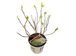 Hello Plants Hydrangea Arborescens Strong Annabelle Ball Hydrangea White - Ø 19 Cm - Altezza: 30 Cm