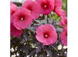 Xxl Hibiscus Moscheutos 'Carousel Pink Passion' - Ibisco Perenne A Fiore Gigante, Resistente, Alto Fino A 2 M, In Vaso, Un'impressionante Attrazione Per Gli Occhi