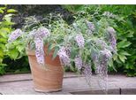 Buddleja Davi. Wisteria Lane 25-30 Cm Cespuglio Di Farfalle Lilla Estivo - Lilla A Lancia