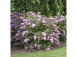 Buddleja Davi. ''Pink Cascade'' 25-30 Cm Cespuglio Di Farfalle Lilla Estivo - Lilla A Lancia