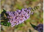 Buddleja Davi. 'Lavender Cupcake' 25-30 Cm Cespuglio Di Farfalle Lilla Estivo - Lilla A Lancia