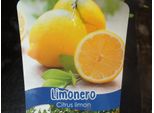 Albero Di Limone 130-150 Cm - Citrus Limon Fino 49 / Mesero - Fusto Della Pianta Senza Frutti