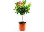Arancio Calamondino 70-100 Cm - Citrofortunella Microcarpa Fruttifera, Facile Da Curare, Aromatica, Ideale Per Il Giardino, Il Terrazzo O Come Pianta Da Appartamento