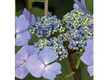 Hydrangea Macrophylla Nizza 20-30 Cm / Vaso 10,5 - Ortensia Dai Magnifici Fiori - Hydrangea Macrophylla
