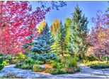 Puzzle Grafika Foresta Colorata Colorado Usa - 500 Pezzi