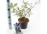 Lillà Delle Farfalle Cavaliere Nero C2 40-80 Cm - Buddleja Davidii - Lillà Estivo - Lancia Delle Farfalle