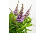 Buddleja Dav. Butterfly Candy Little Lila 25-30 Cm Butterfly Lilac Summer Lilac - Lilac Spear