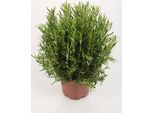 Xxl Rosmarino 40-60 Cm - Salvia Rosmarinus / Rosmarinus Officinalis - Erbe Fresche E Spezie Per La Cucina E Il Giardino