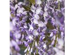 Wisteria Sinensis Prolific 180-200 Cm Pioggia Blu Cinese - Pianta Rampicante Per Giardino E Terrazzo, Fiorita E Resistente